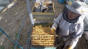 Как подкормить пчел в октябре на пасеке Пример сборки пчелиного гнезда в зиму