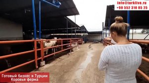 Коровья ферма в Турции 2020. Продажа готового бизнеса в Турции 2020. район Измир.