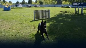 МВД России выпустило ко Дню кинологической службы видеоролик о подвигах собак и их хозяев