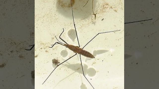 Водомерка смотреть онлайн