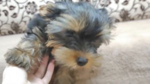 Щенок йоркширского терьера Видео Стар Уоллес (3 месяца)