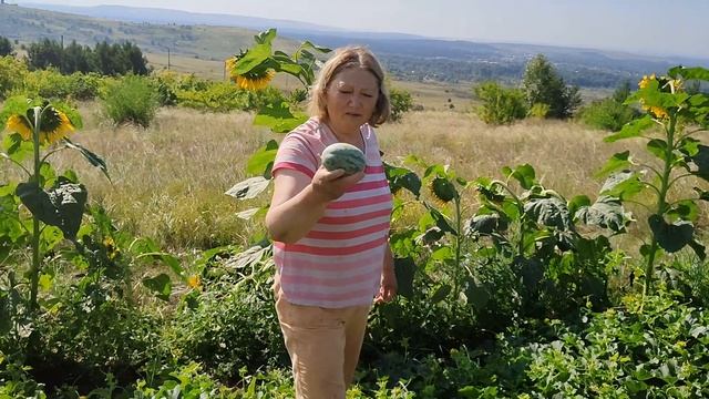 обзор арбузов и дынь начало августа 2021 г смотреть онлайн