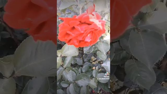 Добрый вечер! Хорошего вечера !🌹🌹🌹🍃🍃❤