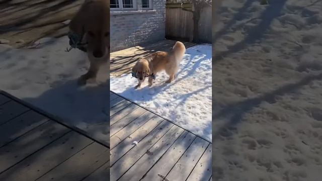 Golden Retrievers Nan Comes from England To Look After Them | Part two смотреть онлайн