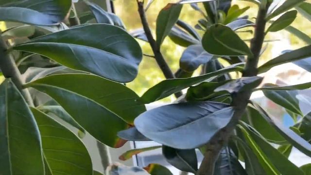 Адениумы в ошейниках. Скоро прививки. 6 сентября 2023 г. смотреть онлайн