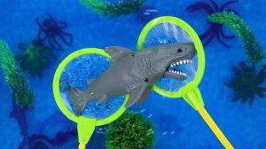Sea Animals for Kids | Sea Creatures for Kids | Learn Sea Animals for Children with Speedie DiDi