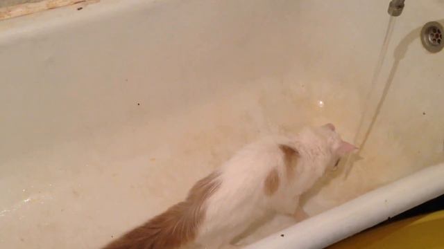Кот чистюля