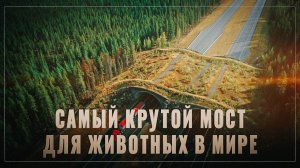 Пока либералы завидовали мостам для животных в ЕС, мы построили самый крутой подобный объект в мире