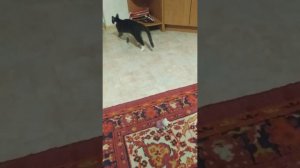 кошка приносит игрушку.