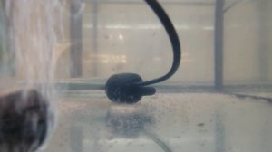 #Аквариум#Тернеция Гло разведение# Миллион малька спустя пять дней#