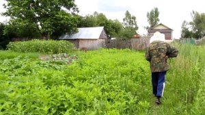 Медоносный топинамбур