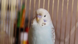 Как повесить клетку для птицы.