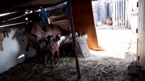 Козел покрыл сразу двух коз??