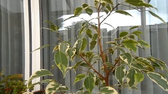 Формирование фикуса бенджамина - кинки. Часть 1. смотреть онлайн