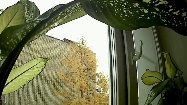 Комнатные цветы. Сингониум . Диффенбахия . Обрезаем и даем отдохнуть.