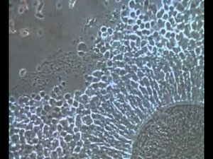 Яйцеклетка