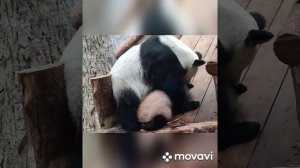 Диндин и дочка панда Катюша Жуиновна
