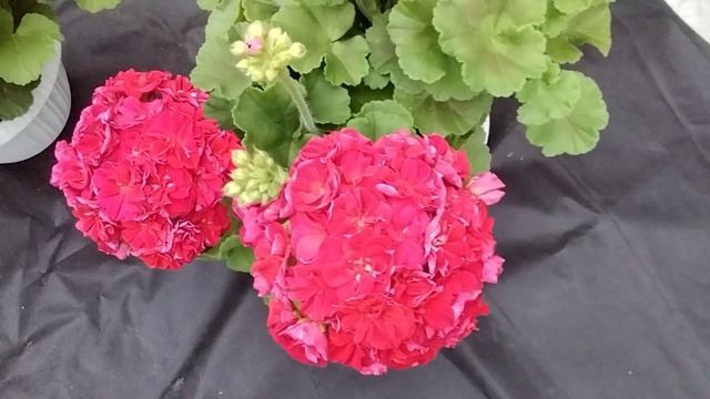 #144.И вновь на подиуме ИВ-Королева Бирмы! смотреть онлайн