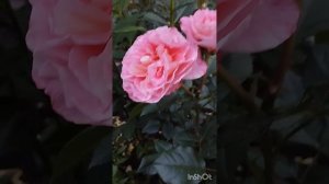 Цветение розы Августа Луиза. Регион Южный Урал.