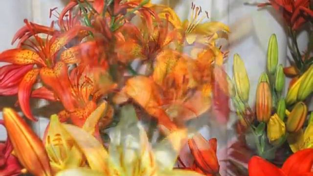 Лилии в Москве смотреть онлайн