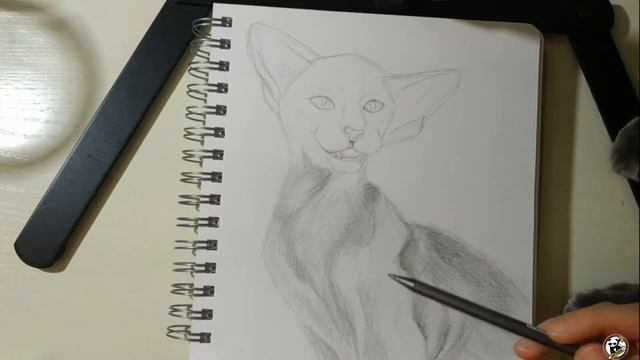 Как нарисовать  кота ориентала. Как рисовать животных. Рисунок карандашом поэтапно.   Графика