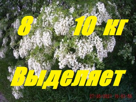 Могучая Поздняя Белая Акация на пике цветения.Сказочно удачный год на Белой акации. смотреть онлайн