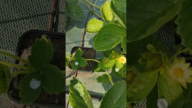 Обзор сорта клубники " Пирченкью" 3 июня 2023 года. тел. 8-903-836-75-33 смотреть онлайн