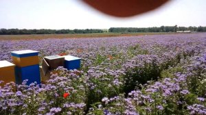 Начался медосбор,цветет фацелия
