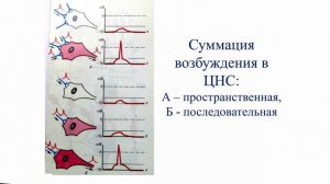 Общая физиология ЦНС