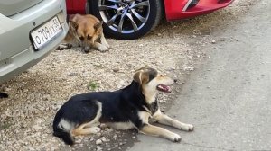 Большие бездомные собаки на улицах города. Из жизни уличных собак! Их любимое место рядом с машинами