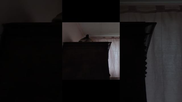Взлет на шкаф кошачьей беременной тушки