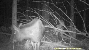 Лось и лосиха находят на солонце для лося фотоловушку