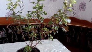 Альтернантера Бетцика (A. bettzickiana). Всё об уходе и содержании