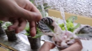 Главные ОШИБКИ  ПРИ УКОРЕНЕНИИ ЧЕРЕНКОВ ФИАЛКИ  Не допускайте этого!