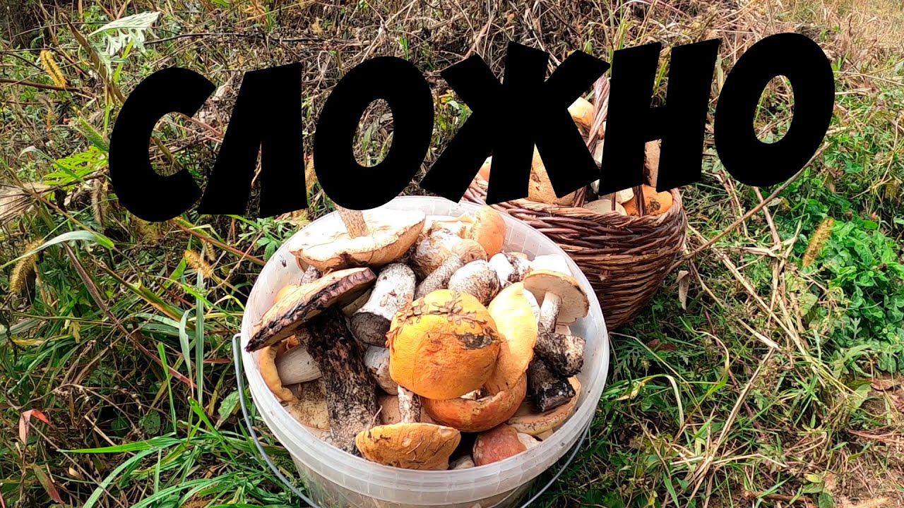 СБОР ГРИБОВ ПОСЛЕ ДОЖДЯ! ТИХАЯ ОХОТА ЗА БЕЛЫМИ ГРИБАМИ И ПОДОСИНОВИКАМИ. ХОРОШО В ЛЕСУ ОДНИМ!