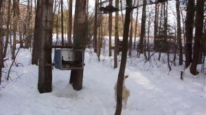 первая притравка сойки на куницу
