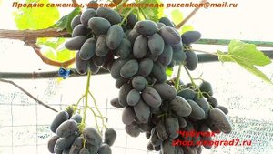 Виноград АЛВИКА сравнение с ЭВЕРЕСТОМ ДИКСОНОМ - крупноплодные гиганты (Пузенко Наталья Лариасовна