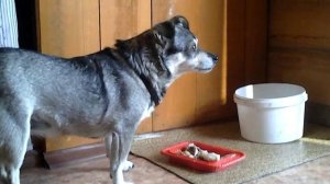 Кошка не дерется с собакой