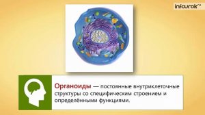 Внешняя и внутренняя среда организма Строение и функции клетки | Биология 8 класс #6 | Инфоурок