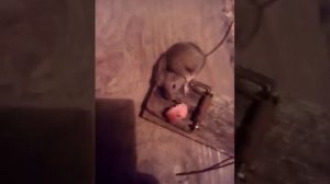 Наглая мышь попала в мышеловку.