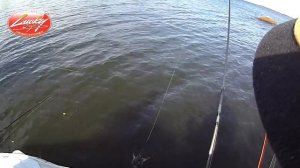 Ловля окуня на раттлин в вертикальной траве.