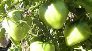 Томат Красный волк. Состояние куста на 18 сентября.