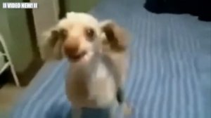 Самая умная собака в мире. Вы только послушайте что она говорит.