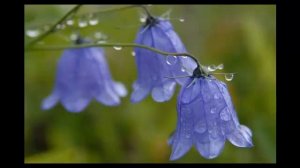 Альбина Сарри - Шăнкрав курăкĕ