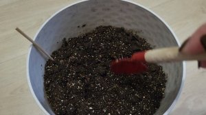 ГИПОЕСТЕС ИЗ СЕМЯН///ЦВЕТОК ДЛЯ ДОМА И САДА