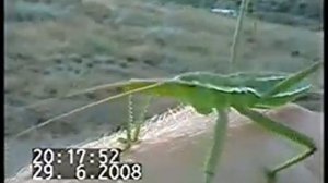 Хищный кузнечик ДЫБКА. Нескучная жизнь.