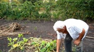 Убираем ботву от КАБАЧКОВ, А ОДИН НА СЕМЕНА