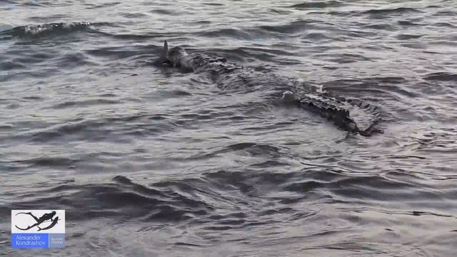 Панамские Будни #16. Четырехметровый Крокодил "ТИТО". смотреть онлайн