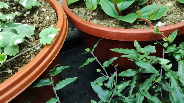 Выращиваю всю цветочную и овощную рассаду в доме на стеллажах. Обзор всех растений в конце декабря. смотреть онлайн