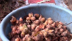 ЛЕСНОЙ ОРЕХ, ЛЕЩИНА.  ЗАМЕЧАТЕЛЬНЫЙ РЕЗУЛЬТАТУРОЖАЯ!